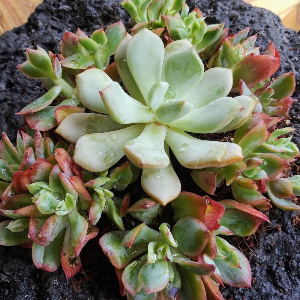 Rare korean crested Succulent arrangement.